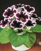 Gloxinia KAIZER WILHELM